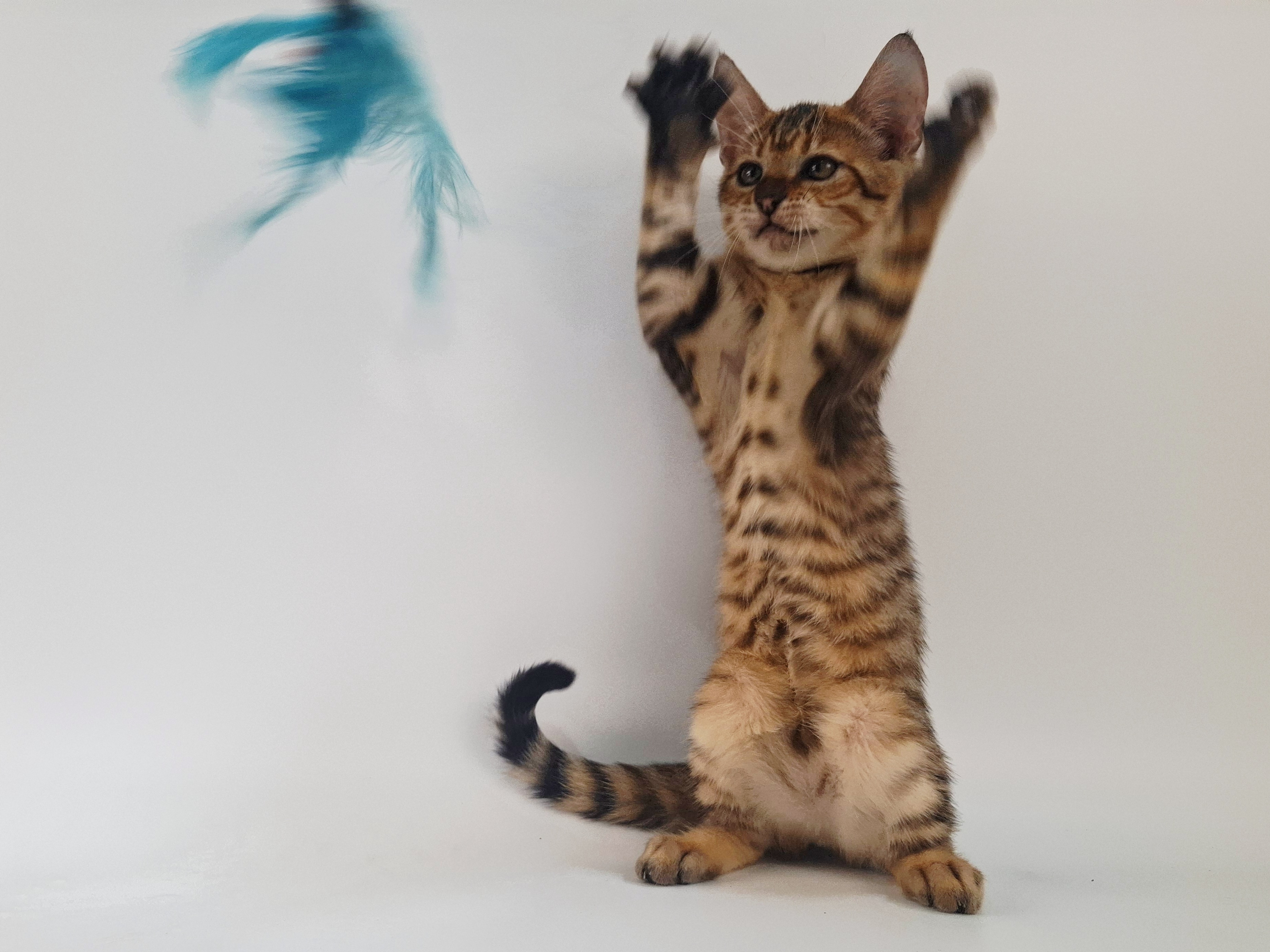 Kitten 7